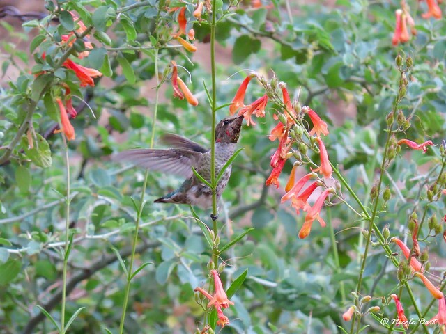 Anna's Hummingbird
