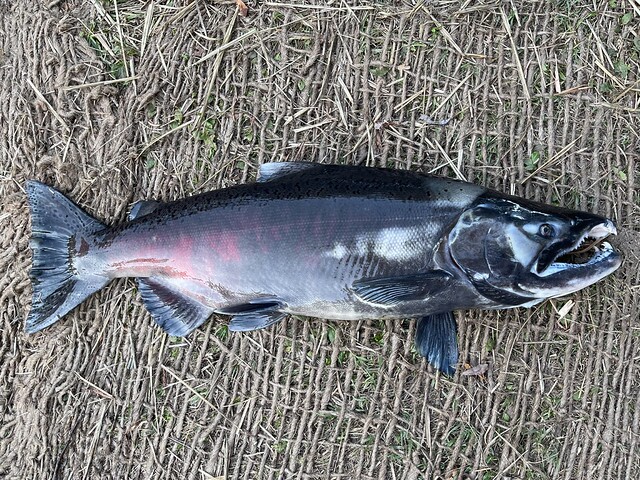 Male Chinook Carcass