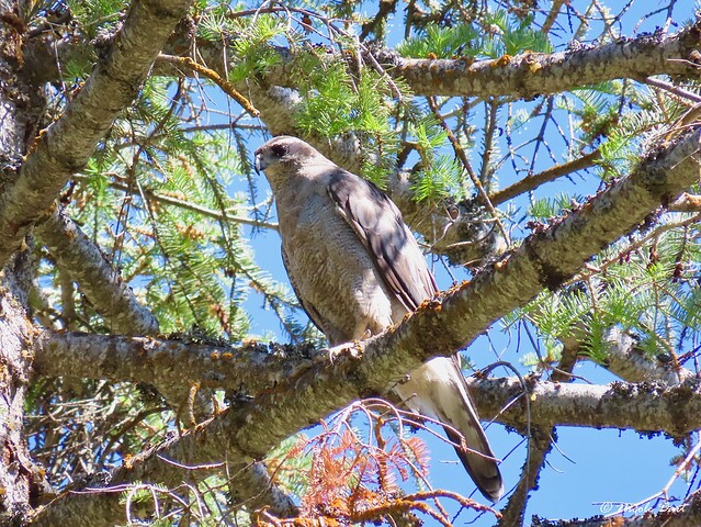 Northern Goshawk