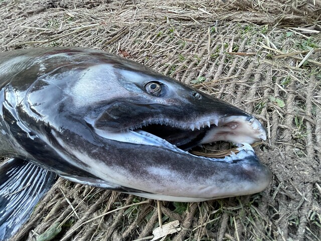 Chinook Salmon Teeth