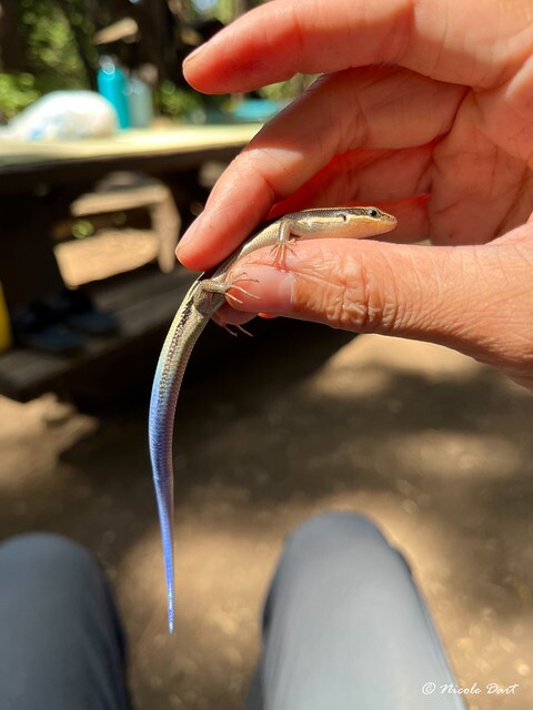 Blue-tailed Skink