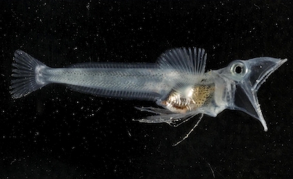 icefish_sm