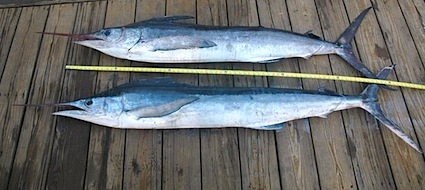 white-marlin-425
