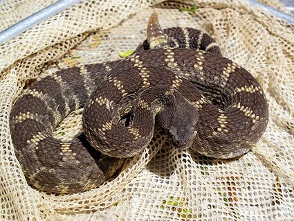 rattlesnake-net