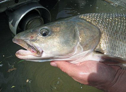 sacramento-pikeminnow-head