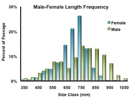 length-frequency length-frequency