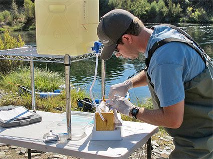 fish-tagging-surgery
