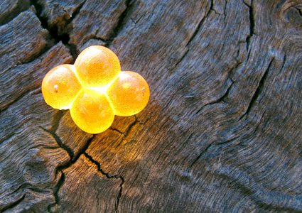 salmon-eggs