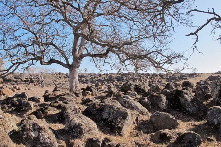 Boulder Field