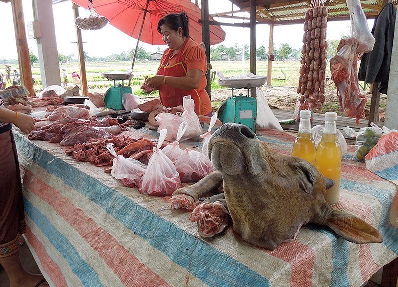 Cow at Market
