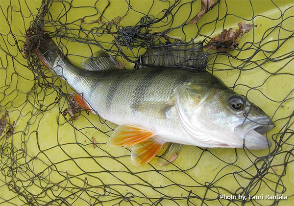 European Perch