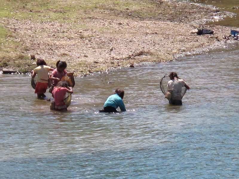 Child fishers harvesting with scoop nets Child fishers harvesting with scoop nets