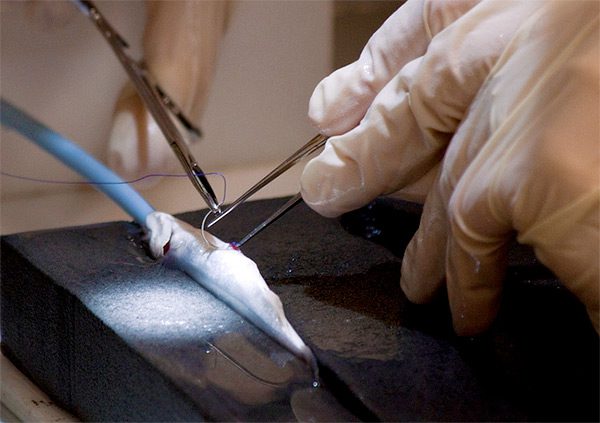 Fish surgery for VAMP