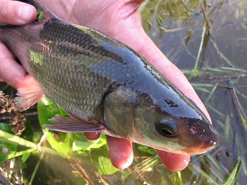 Sacramento splittail