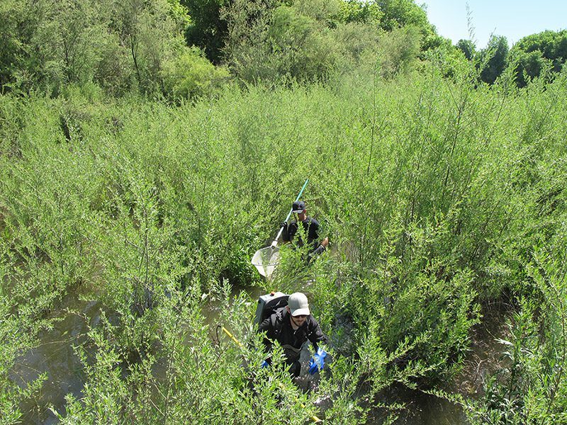Navigating a seasonal thicket