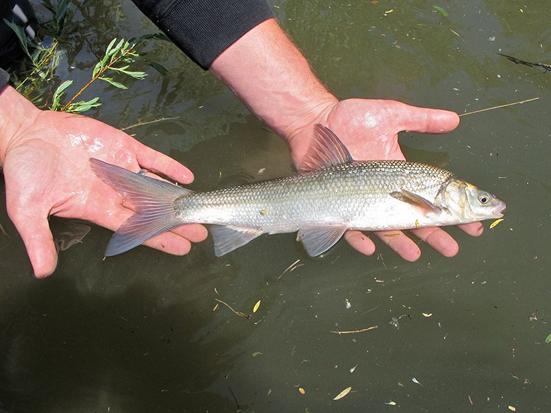 Sacramento splittail