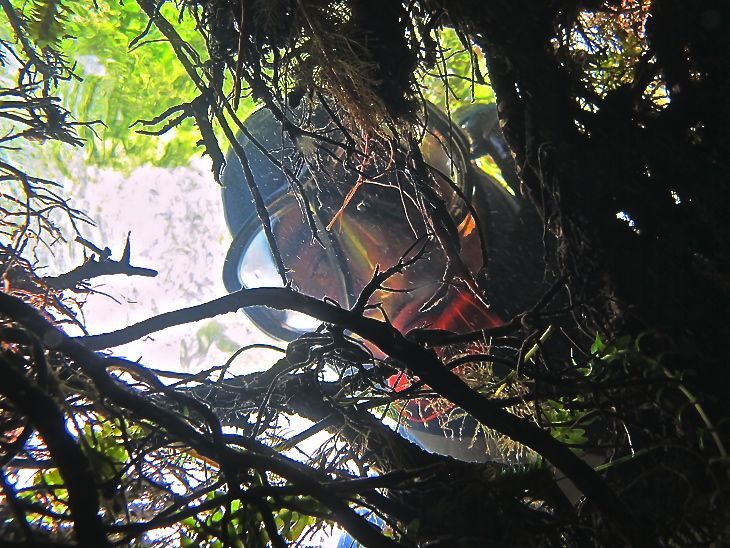 Snorkel survey at Honolulu Bar
