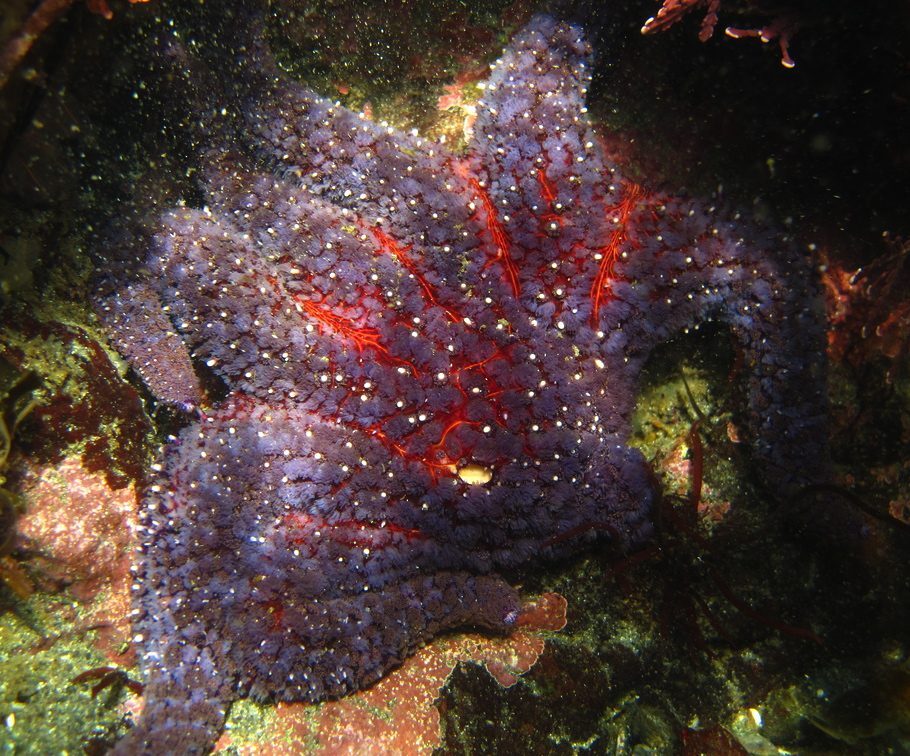Sunflower star: Pycnopodia helianthoides