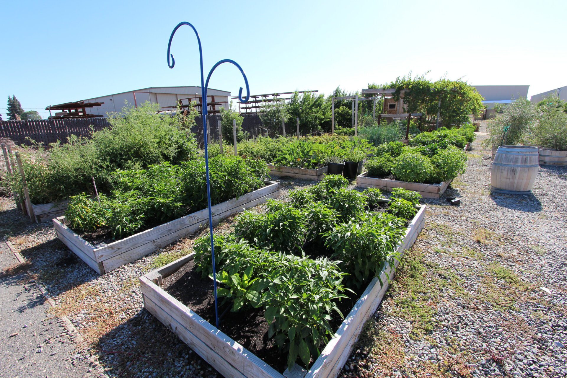 Garden growing
