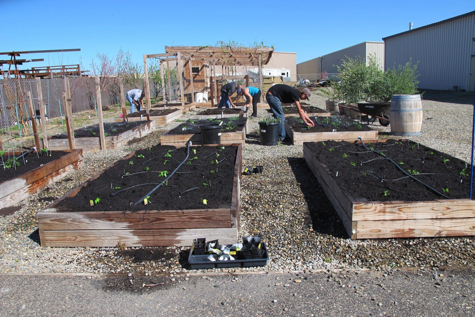 Garden planting day in March