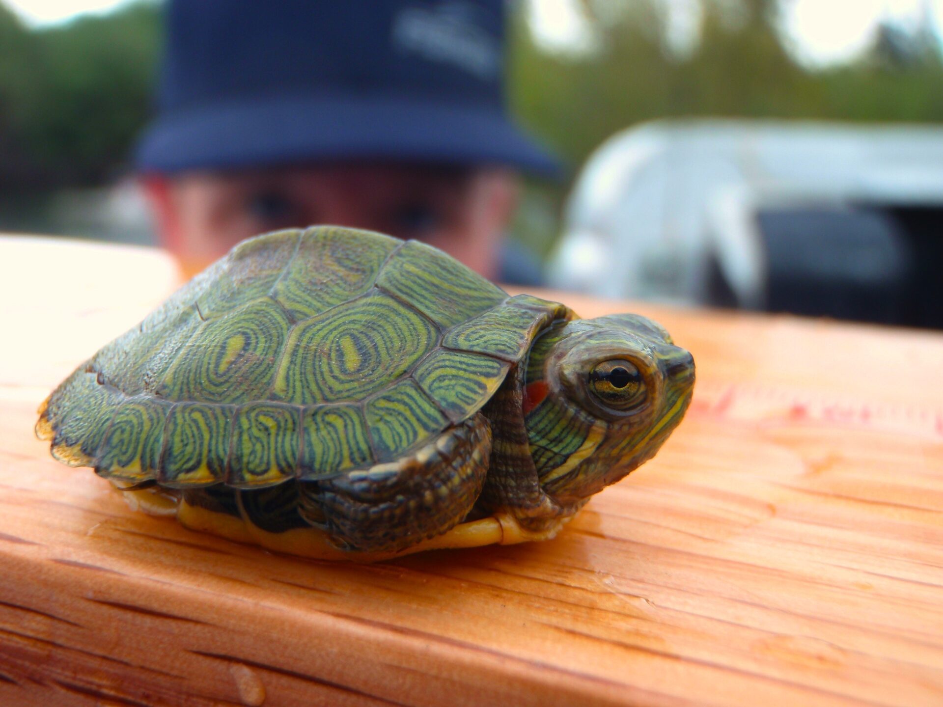 Little red-eared slider