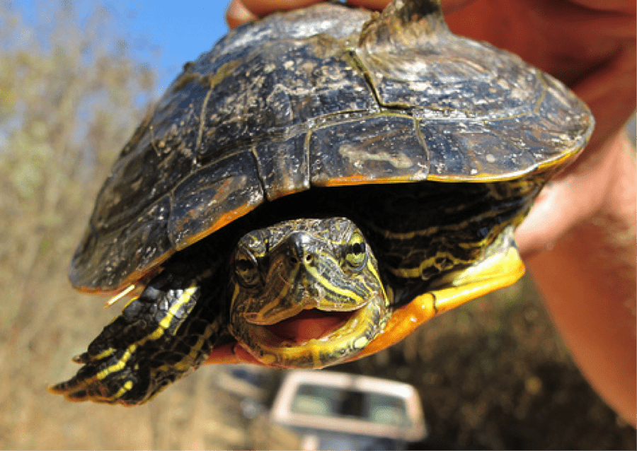 Red-eared slider