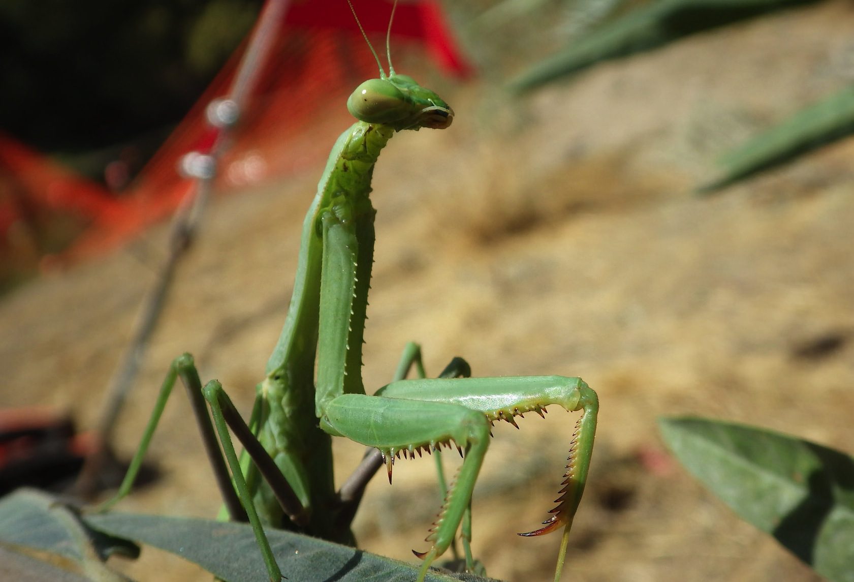 Praying Mantis