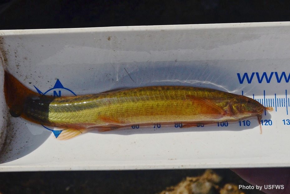 Weather Loach