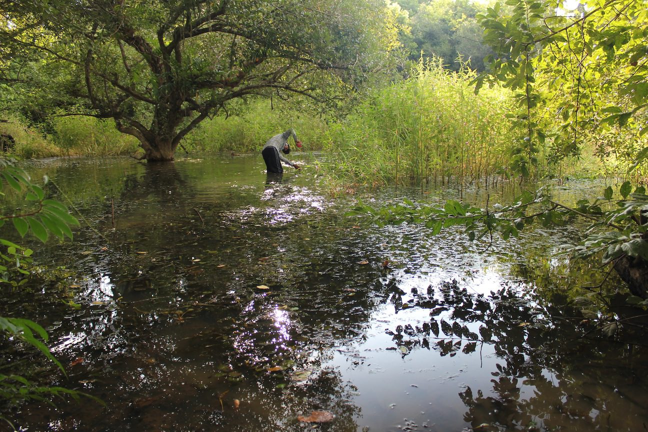 Wetlands survey
