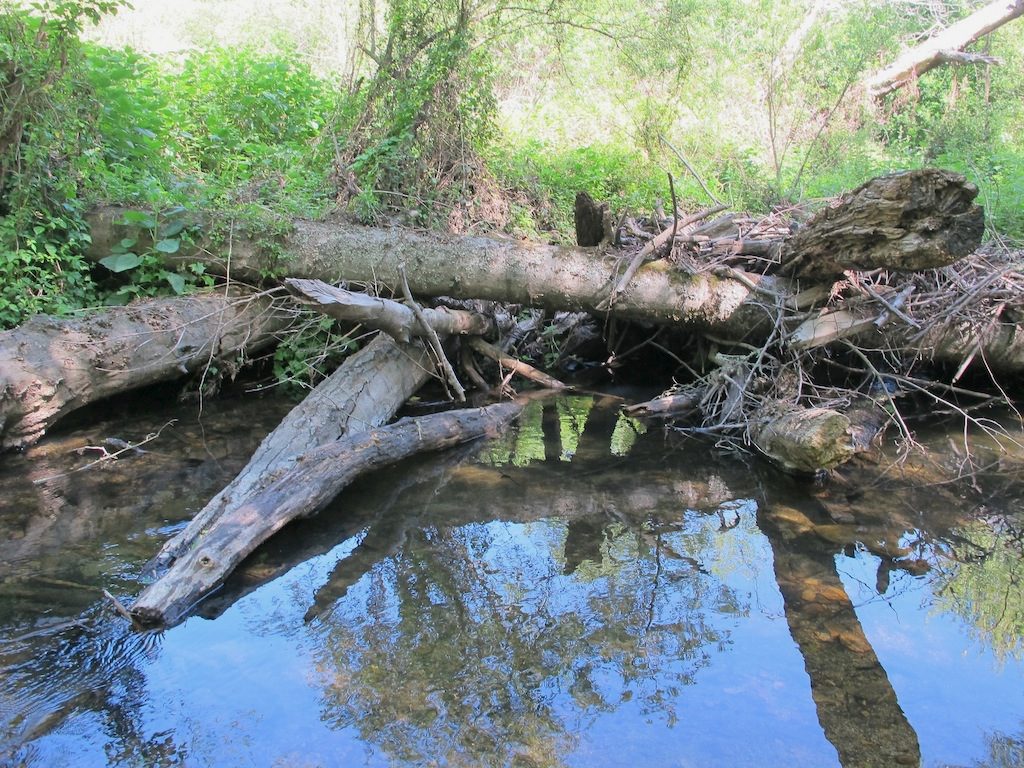 Large woody debris