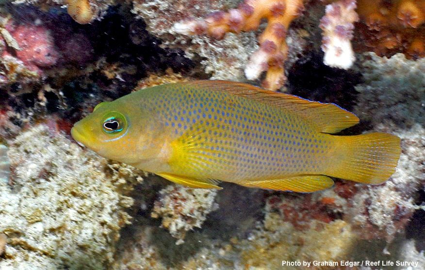 Dusky Dottyback