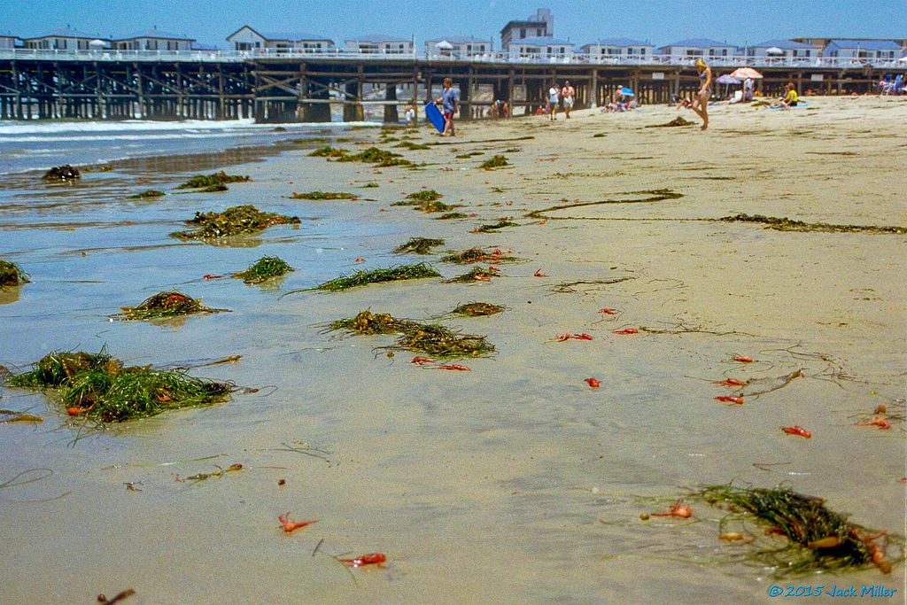 red crabs on the beach