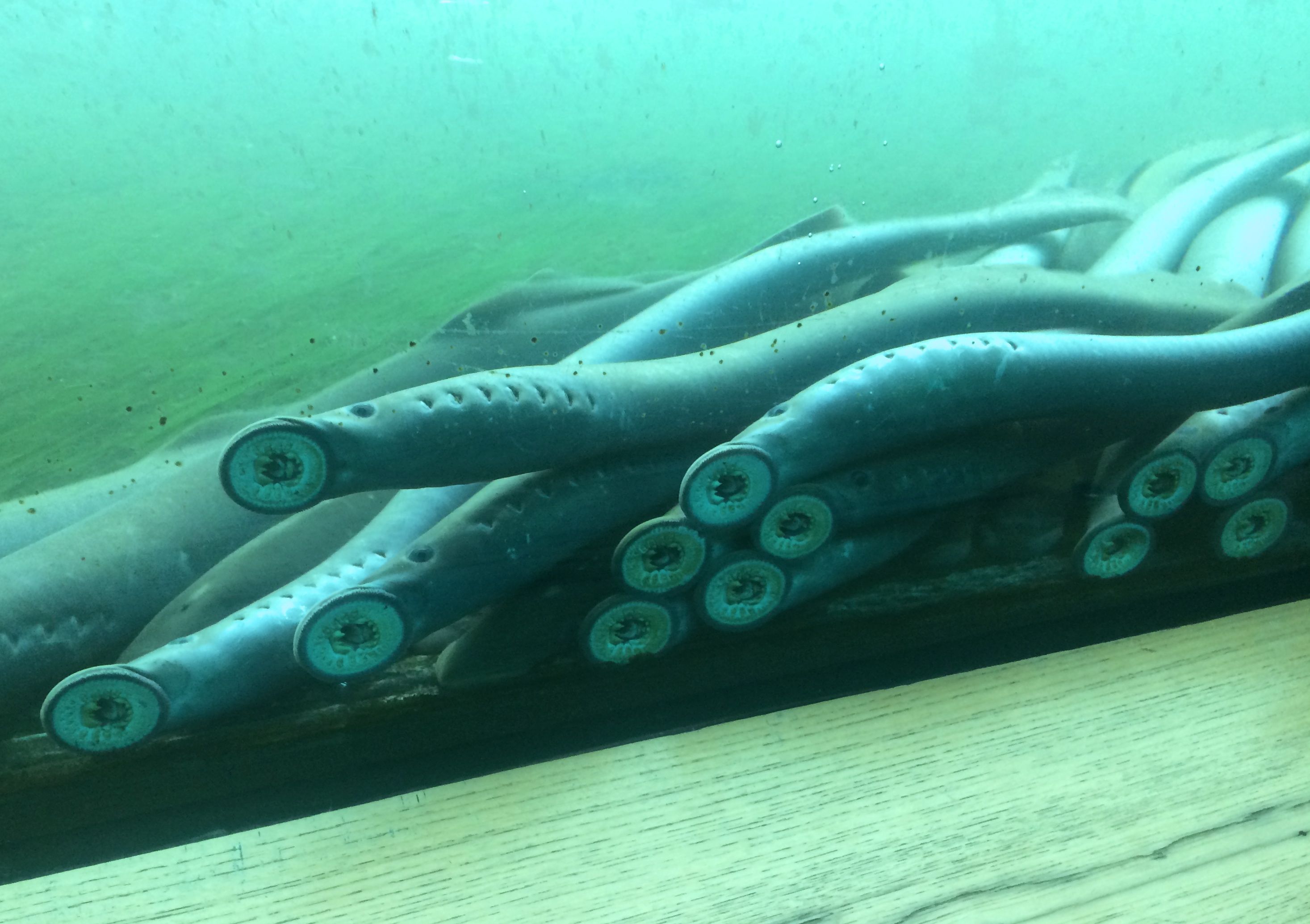 Lampreys at Bonneville