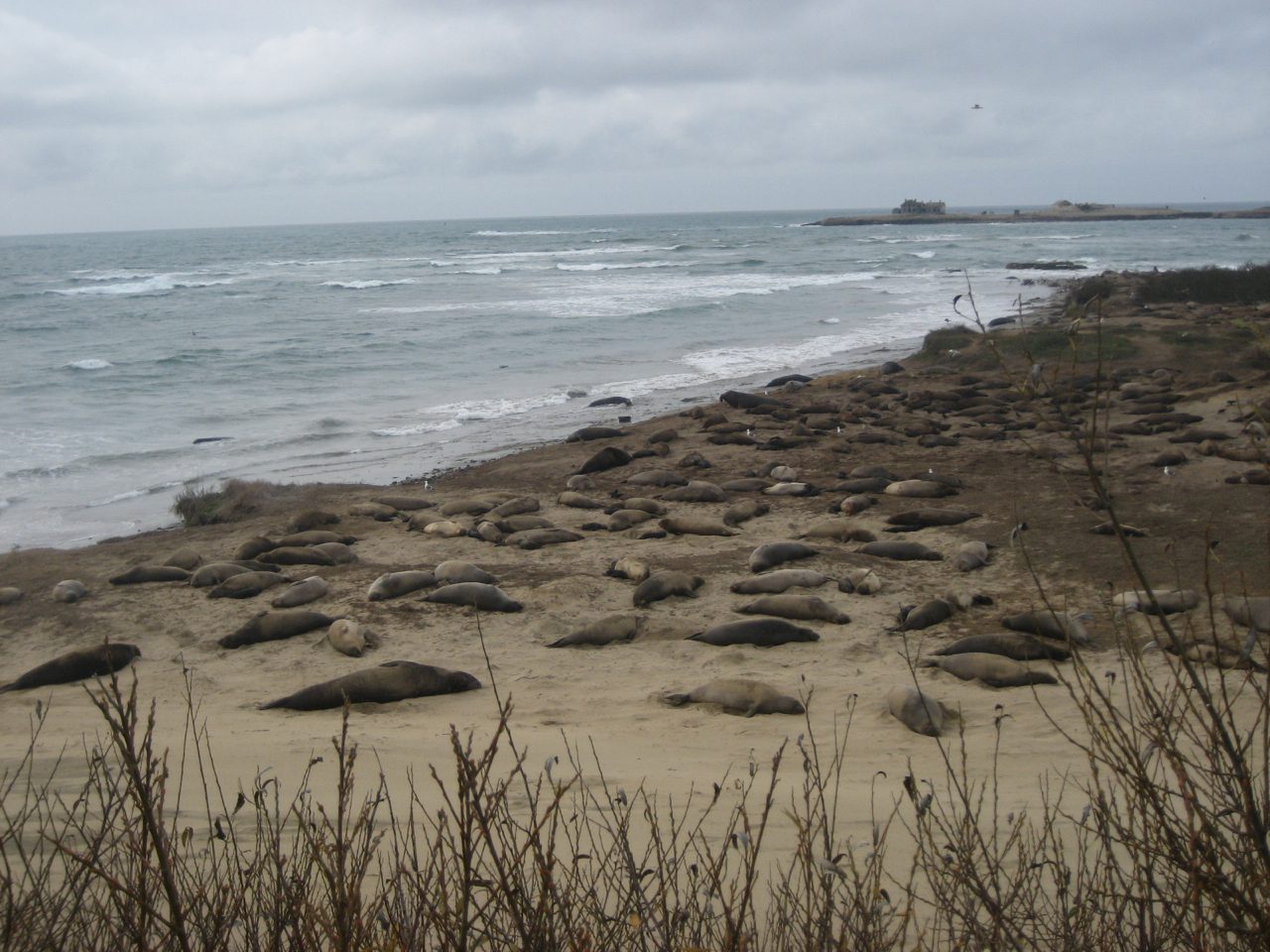 Ano Nuevo elephant seals