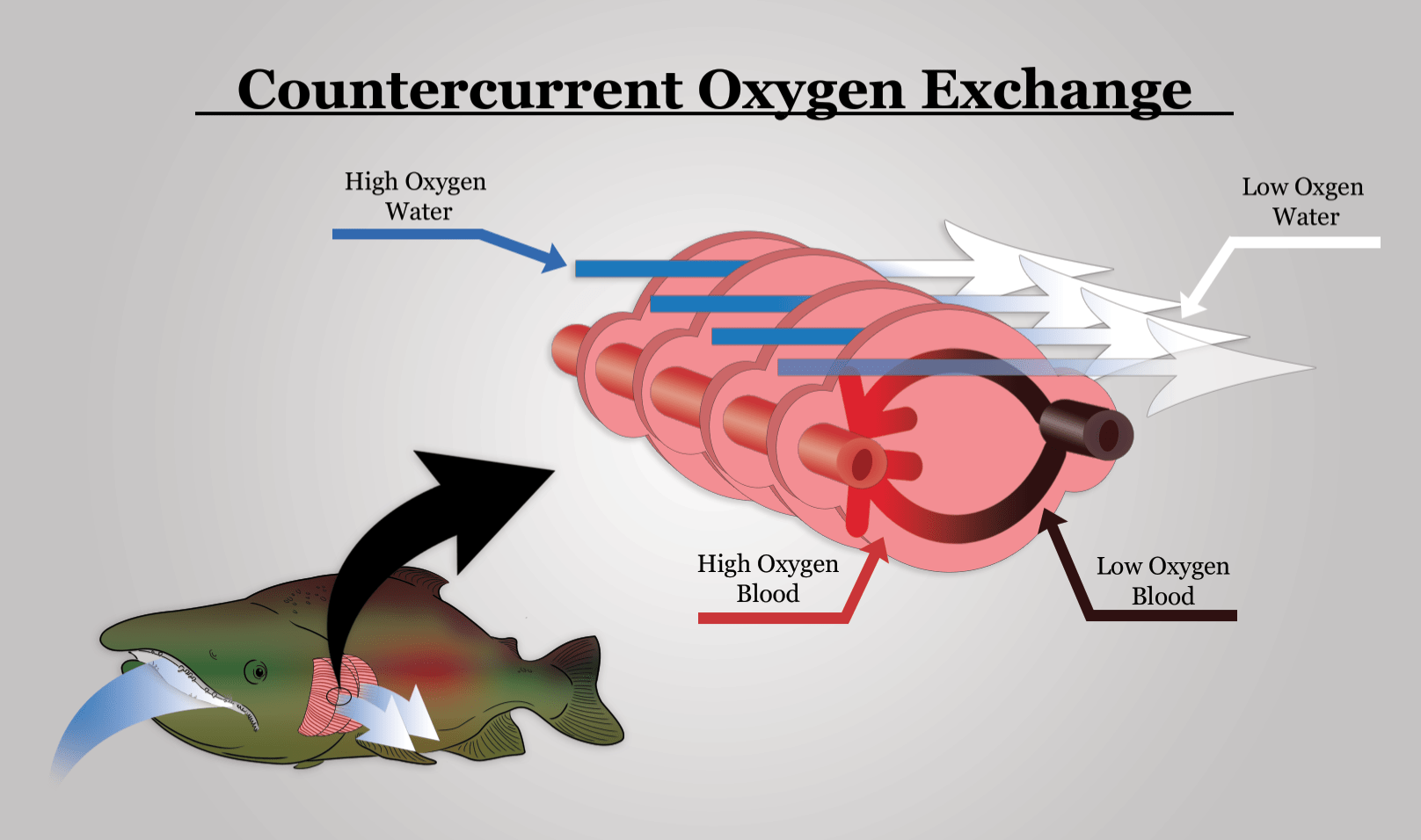 chemisty fish hook problem with oxygen An efficient exchange: countercurrent oxygen exchange in fish