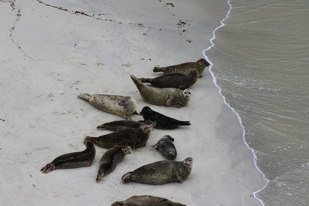 Harbor Seal