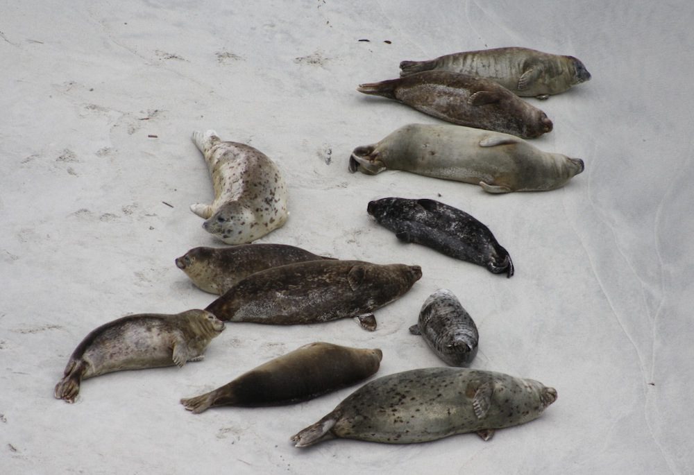 HarborSeal