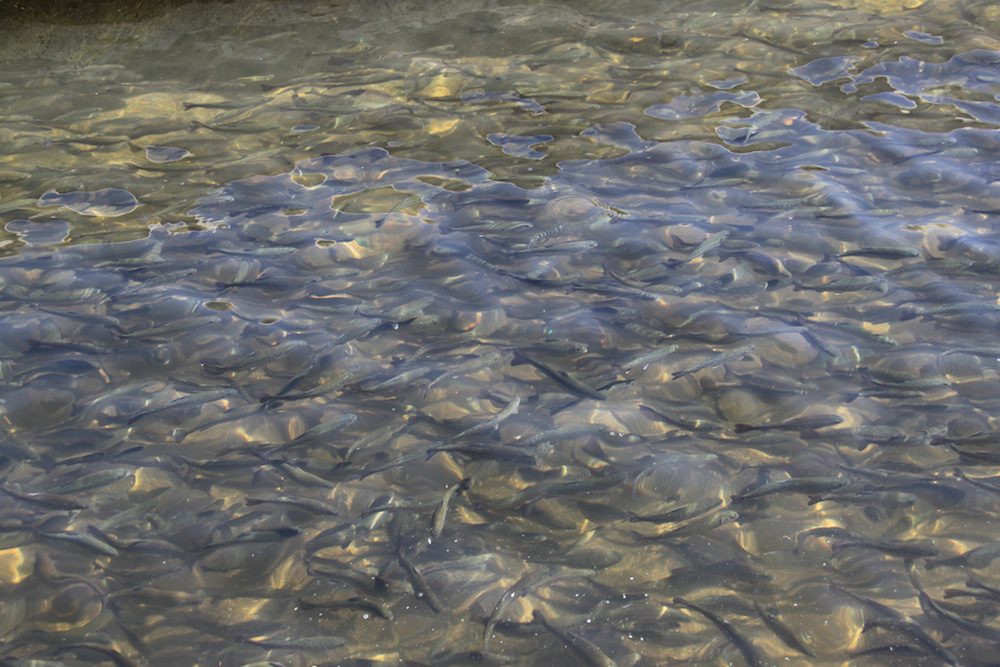 Mokelumne Hatchery