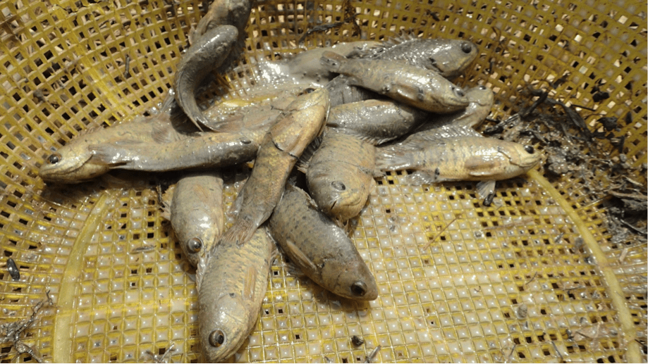 Climbing Perch