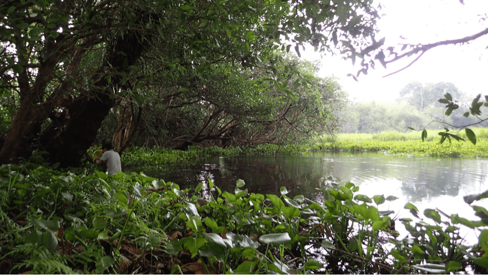 Wetland Survey