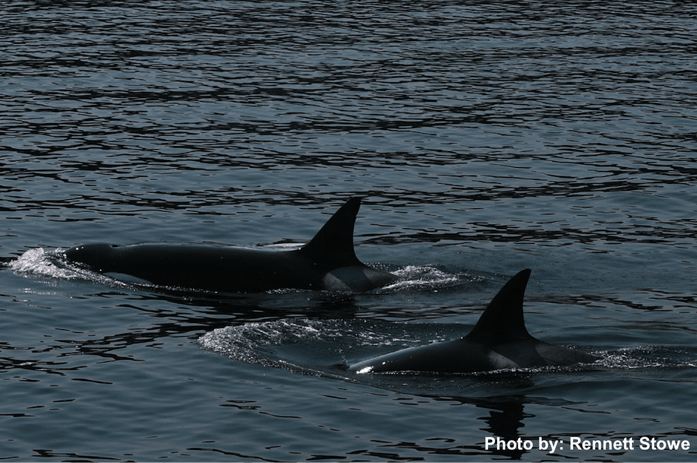 Transient Orcas