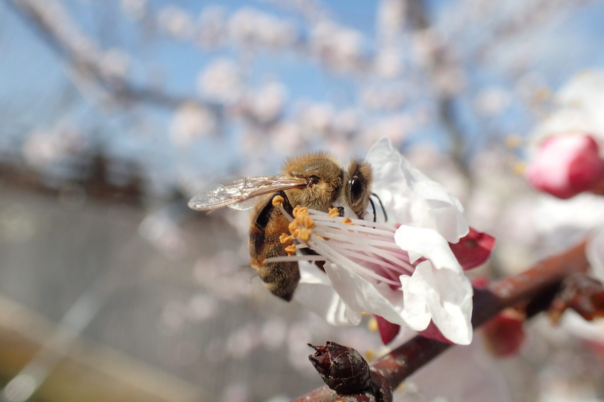 Bee pollinating