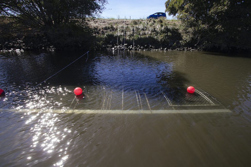 fyke-trap-in-river