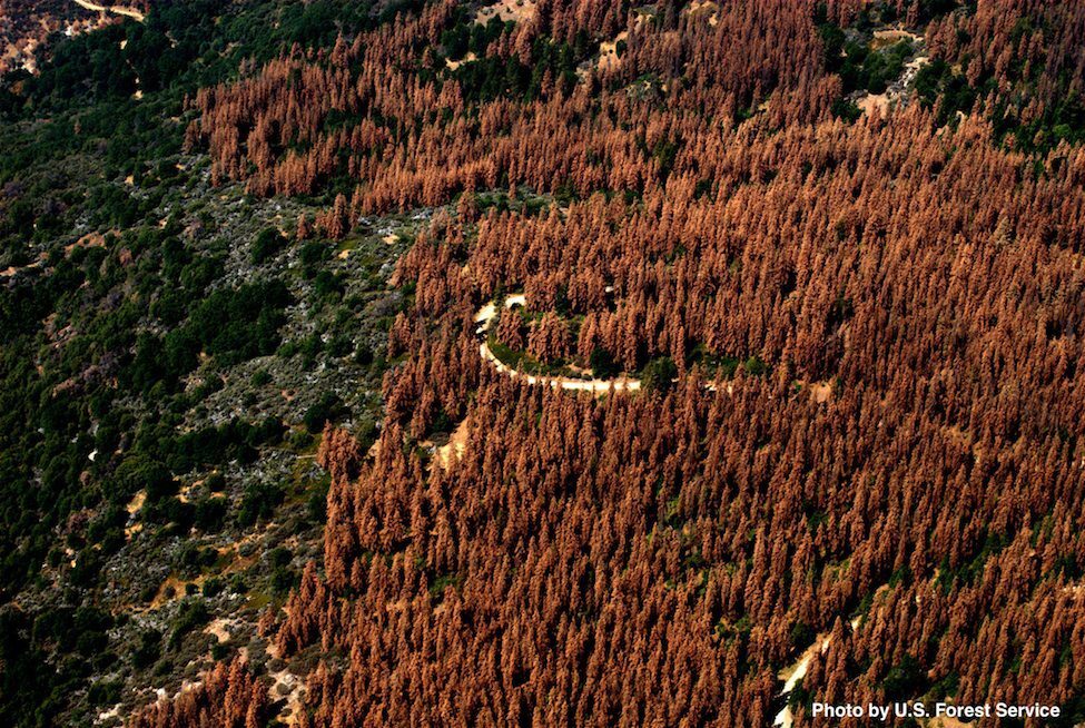 tree-die-off