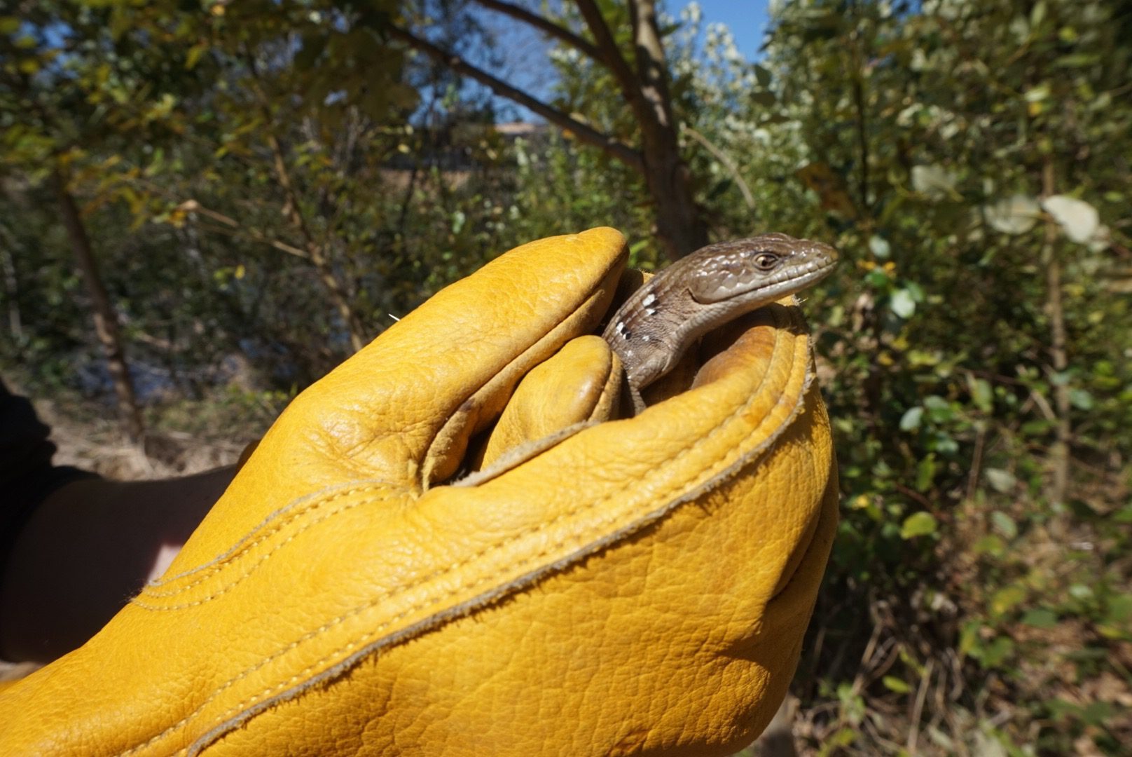 Found a skink