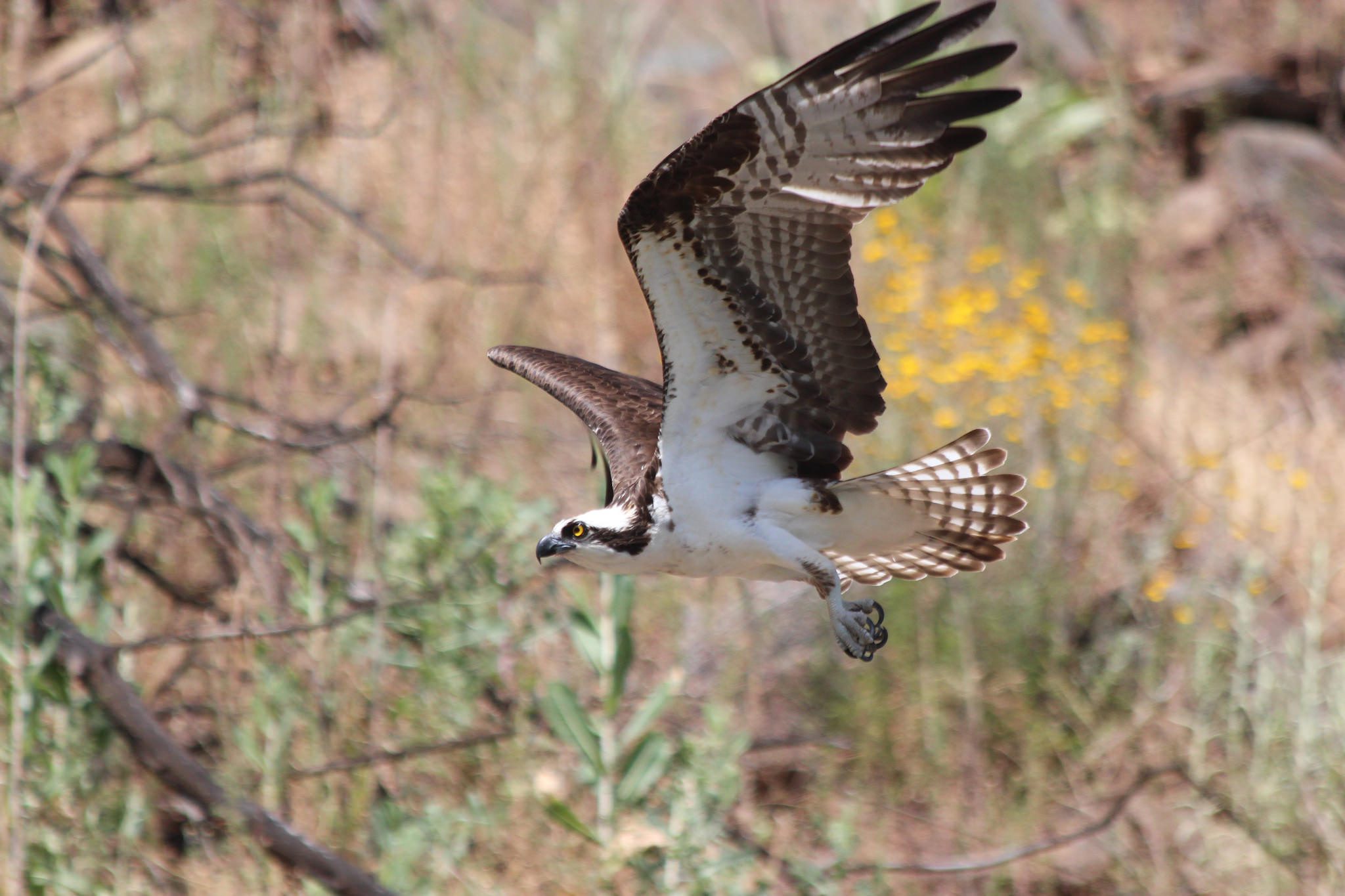 Osprey Taking Flight