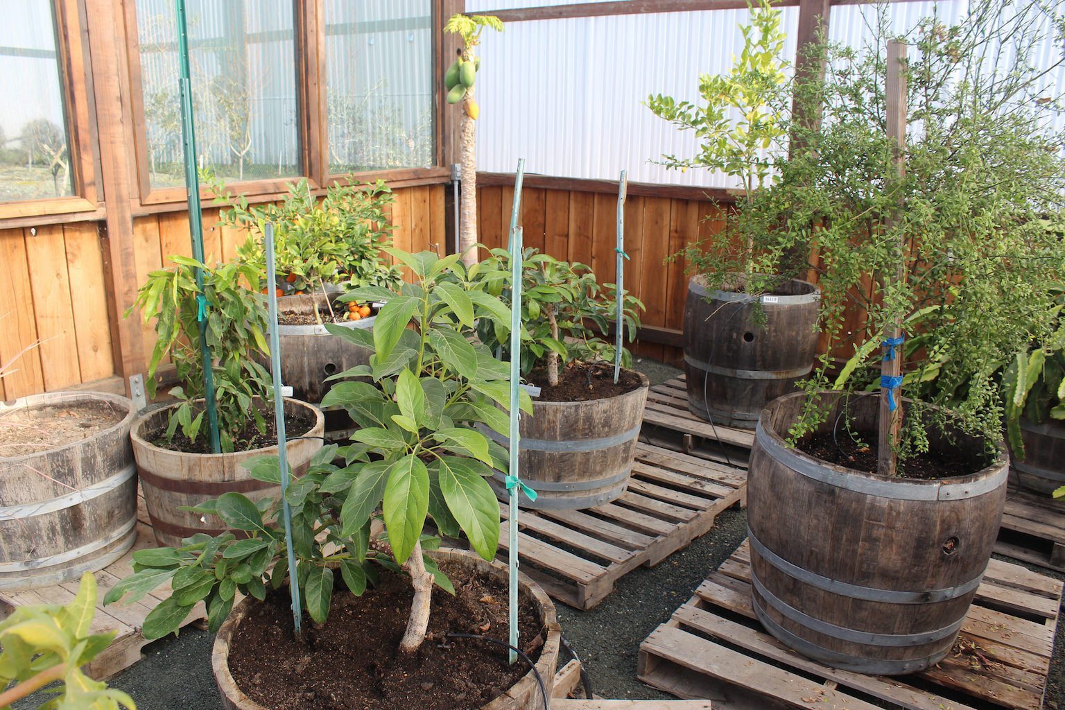 Greenhouse tropical plants