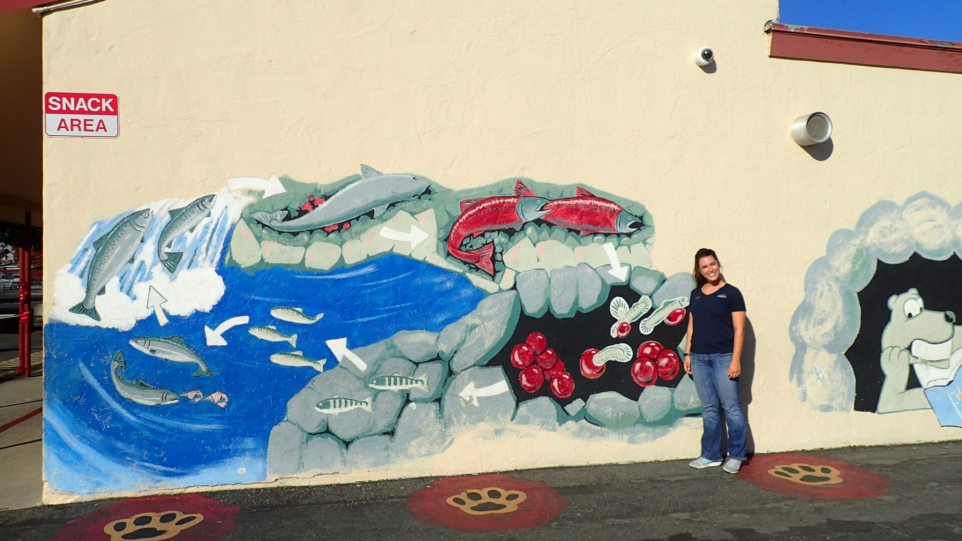 salmon life cycle mural