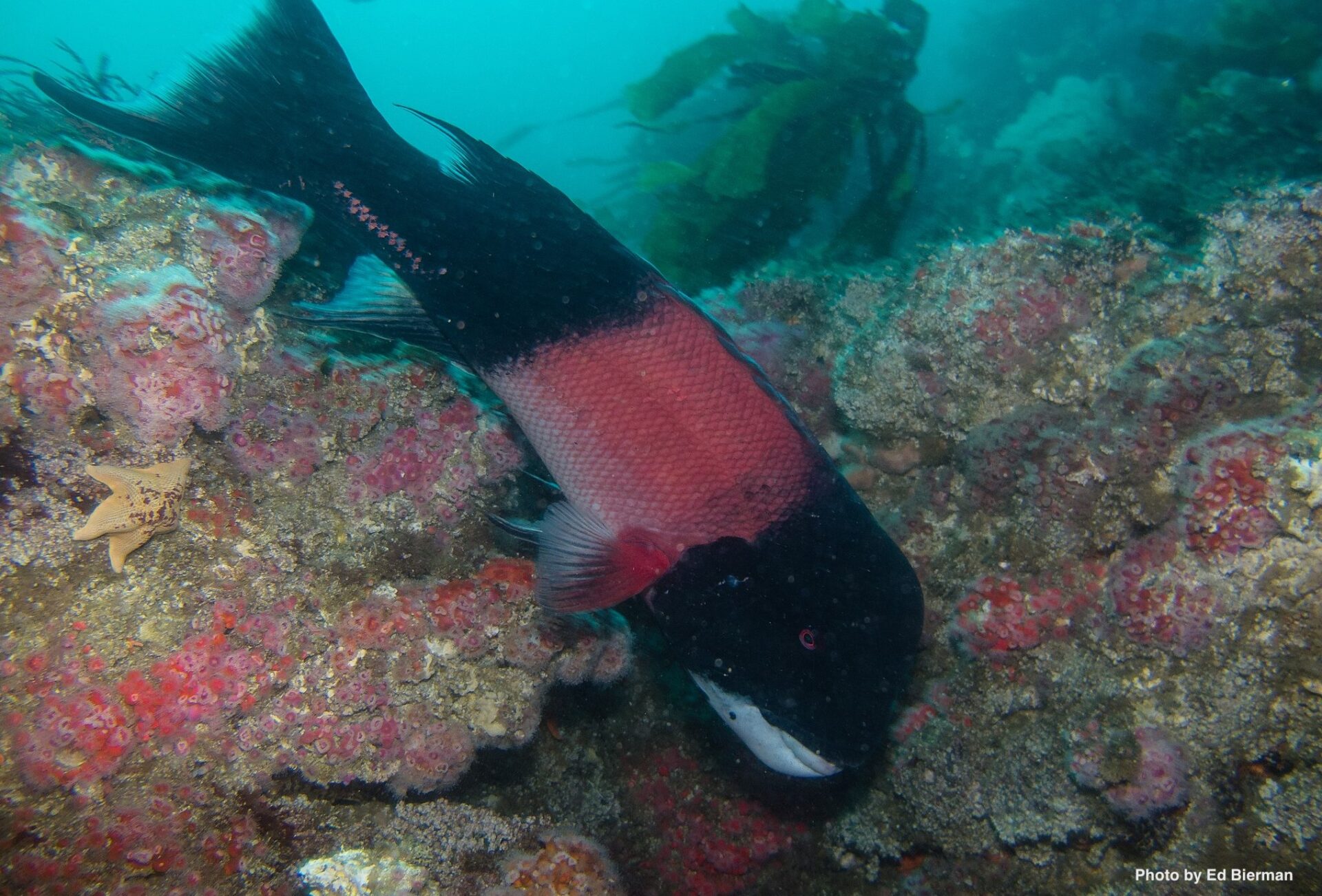 CA_Sheephead