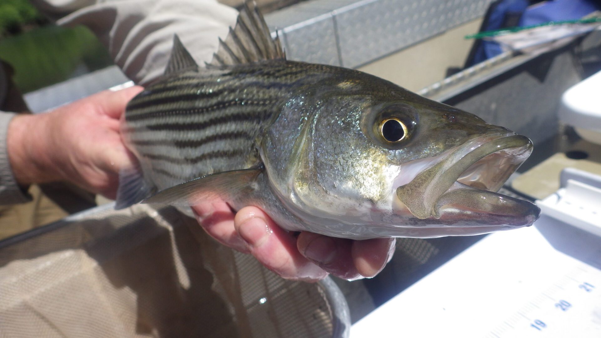 Sriped bass side eye